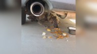 Texas Puppy’s Stunning Change After Being Saved From Under A Car Wins The Internet