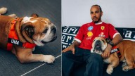 Triste despedida en la F1: murió Roscoe, el inseparable perrito de Lewis Hamilton
