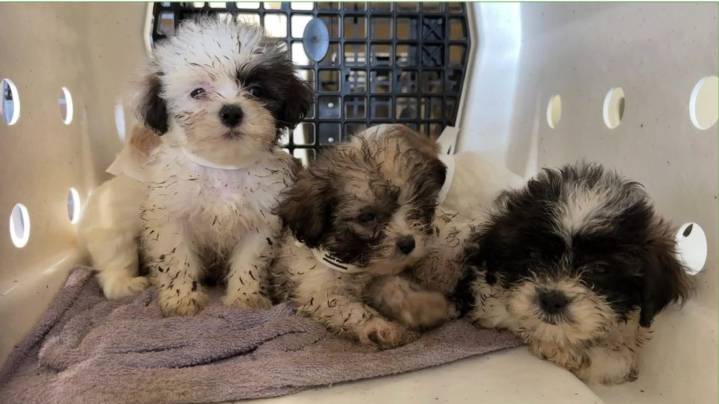 See photos of dozens of dogs rescued by ARL Iowa from Plymouth County