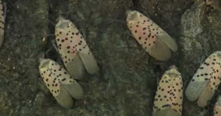 Spotted lanternflies are wreaking havoc on Maryland vineyards and ecosystem