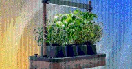 The Auk Mini Herb Garden Is the Perfect Cooking Companion