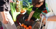 In a collective garden, those tomatoes belong to everyone