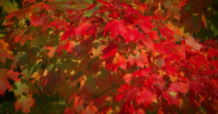 Will Minnesota get a colorful fall? U forestry specialist thinks so