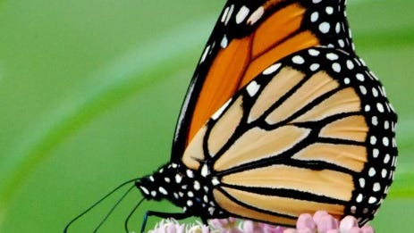 Are monarchs flying south now? Yes, many follow Michigan's shorelines