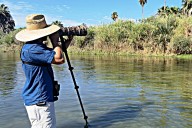 Revelan parte del programa oficial para el Primer Festival Internacional de Aves en Los Cabos 