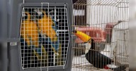 Brasil: realizan megaoperativo contra el tráfico de animales y rescatan tucanes, tortugas y monos