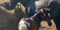 Horse Haven of Tennessee expanding, ‘A Stable Future’ project ongoing