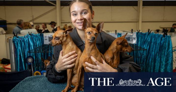 Melbourne Royal Show: Meet the teenagers showing dogs, horses and working sideshows
