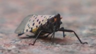 Invasive spotted lanternfly remains on the rise in Connecticut