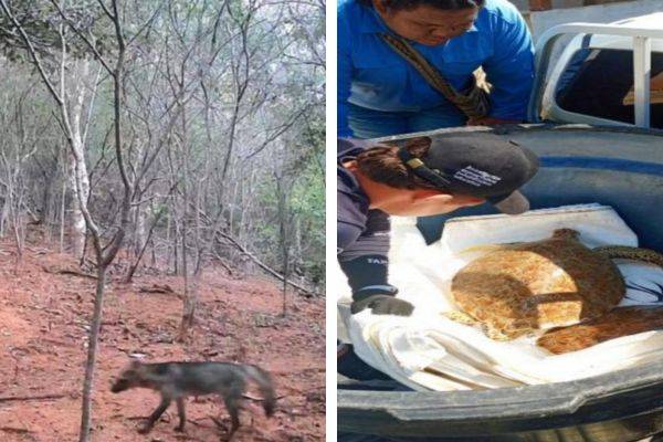 Corpamag y Cabildo de Taganga articulan esfuerzos para proteger fauna y maritorio ancestral