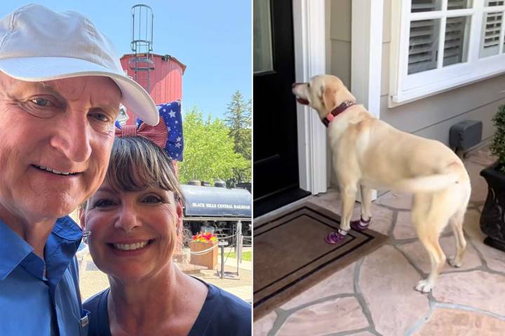 Labrador Runs to Her Neighbor’s House Every Day (Exclusive)