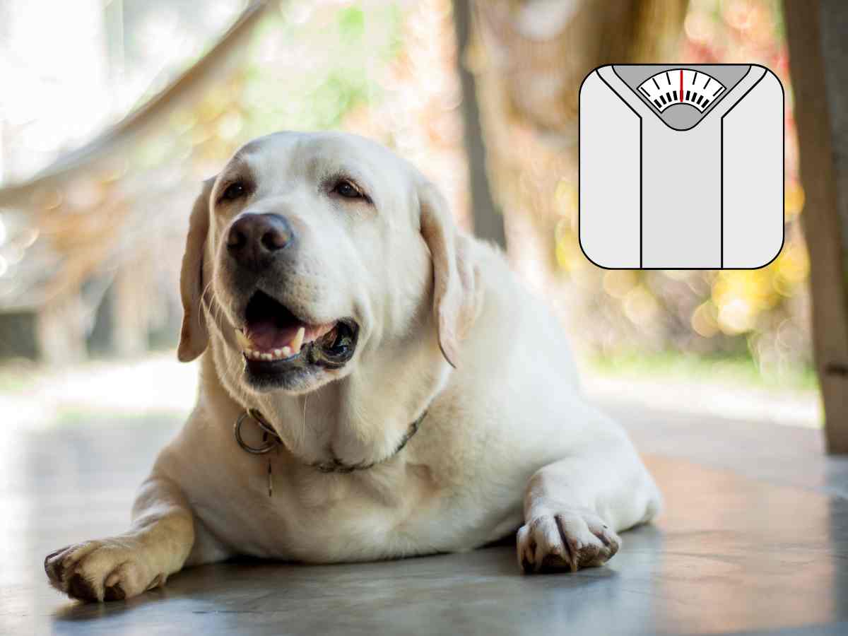 Sobrepeso y obesidad en perros: señales, riesgos y consecuencias