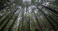 B.C. court grants injunction to halt logging blockade on Vancouver Island