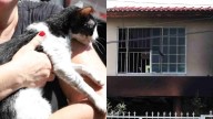 Rescatan a 15 Mascotas en Incendio de Vivienda en Boca del Río, Veracruz