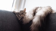 Why Does My Cat Twitch in Her Sleep? Is She Dreaming?