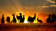 Australia Cracks Down: Crypto Exchanges Face Tough New Rules
