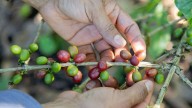 Ayacucho: cafetaleros aún sin acceso al crédito millonario del Midagri