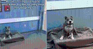 Smiling Dog Captures Hearts Online, Yet She Sleeps Alone Each Night