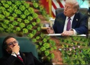 Esta es la condición de Donald Trump para revertir la descertificación de Colombia en la lucha antidrogas