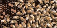 Local farm demonstrates honey harvesting