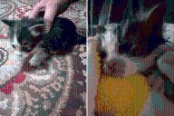 Face of Tiny Kitten Thrown Out of Moving Car Sparks Fury: 'I Hate People'