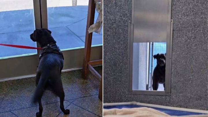 California Dog Who Kept Coming To Shelter Three Times Finds His Forever Home At Last