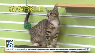 Pets of the Week: September 8