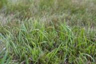 Crabgrass and quackgrass highly visible in late summer lawns