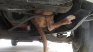 Arizona Woman Was Shocked To Discover Something Furry Hanging Out Of Her Car Engine