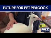 Fate of Pip the peacock unknown because of city rules