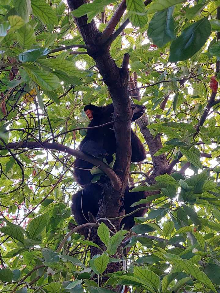 Lanza Santa Catarina campaña de protección a osos