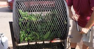 23rd Annual Roasted Chile Festival is back