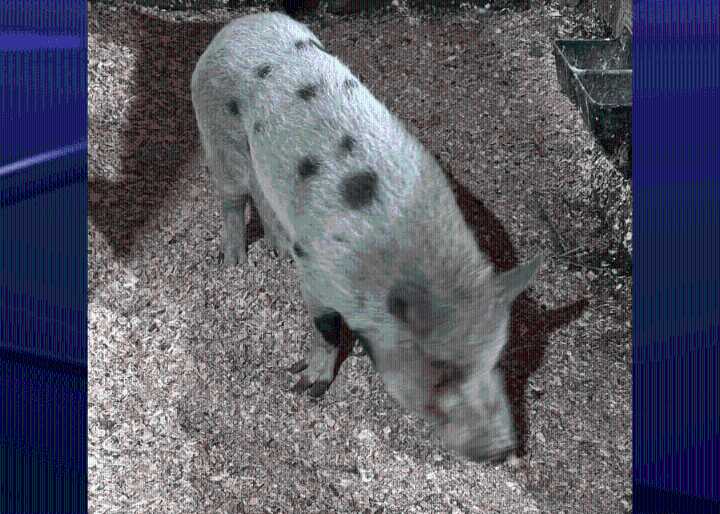 FOUND: Pig in Logan County