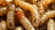 Alerta sanitaria: Gusano barrenador detectado en Nuevo León
