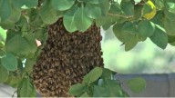 Ataque de Enjambre de Abejas Deja a Adulto Mayor Sin Vida y a 21 Personas Heridas en Sonora