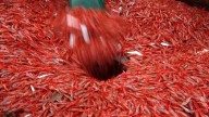 New England's shrimp industry is struggling, with fishermen catching few in 2025