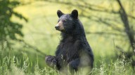 'Highly concerning': Washington restaurant owner sentenced after trafficking bear gallbladders