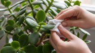 Cómo dejar las hojas de tu árbol de jade brillantes con un método impensado