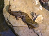 Visitors to the Smokies told to stop moving rocks after hellbender found crushed