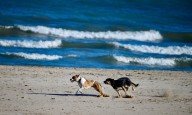 Myrtle Beach Goes to the Dogs After Labor Day