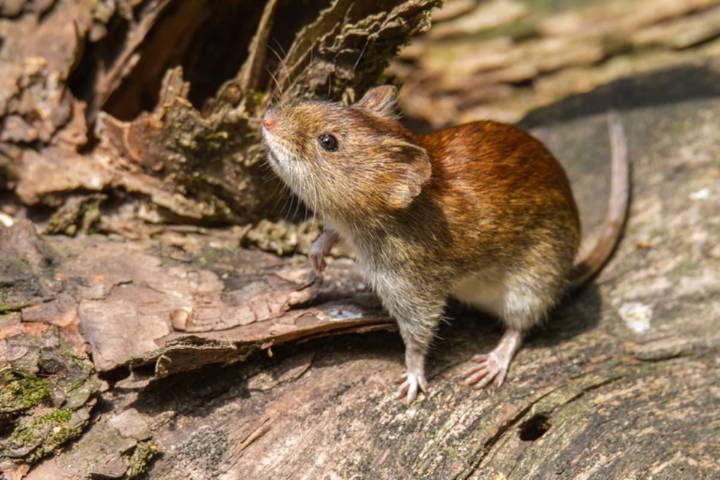 Los síntomas que presentó. San Martín de los Andes, en alerta: una mujer de 44 años murió por hantavirus