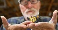 Butterfly guy: Frederick County man aims to boost monarch populations
