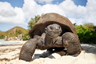 Indianapolis Zoo opens new giant tortoise exhibit