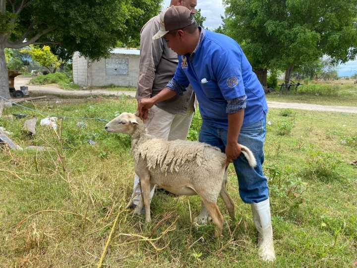 Autoridades intensifican acciones contra gusano barrenador en Ajalpan