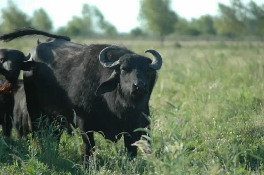 Carne de búfalo: alternativa saludable con alto valor nutricional