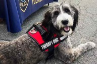 Massachusetts Police Therapy Dog Dies in Car Crash that Injures Handler