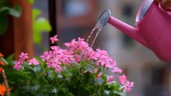 Esta planta es el secreto para tener un jardín lleno de flores todo el año