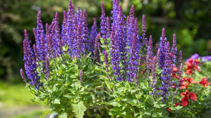 How And When To Divide Salvia For Thriving, Long