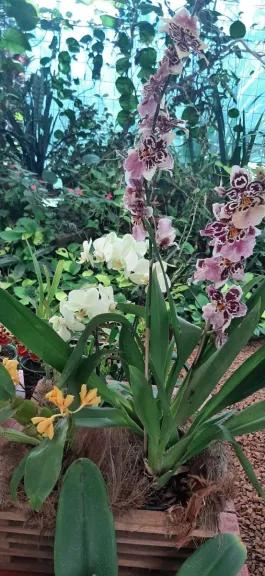 Montecarlo se viste de Primavera