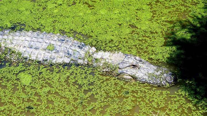 Resulta Herido un Hombre en la Costa de Oaxaca por el Ataque de un Cocodrilo